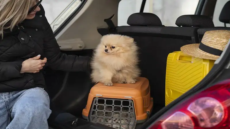 The Right Way to Transport Your Pet During a Health Emergency